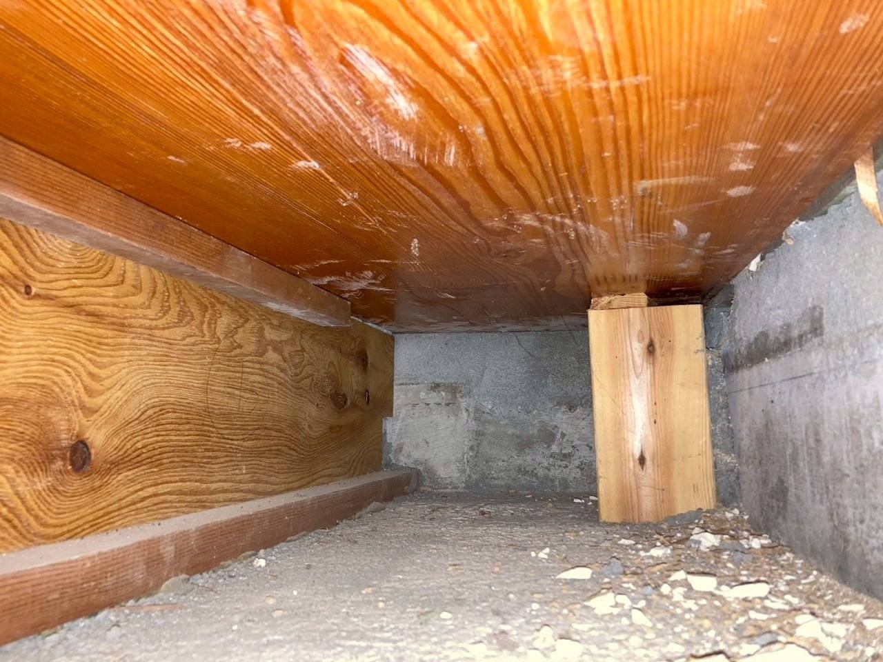 シロアリ駆除や対策は必要？その理由と対策を市川市の塗装業者が解説